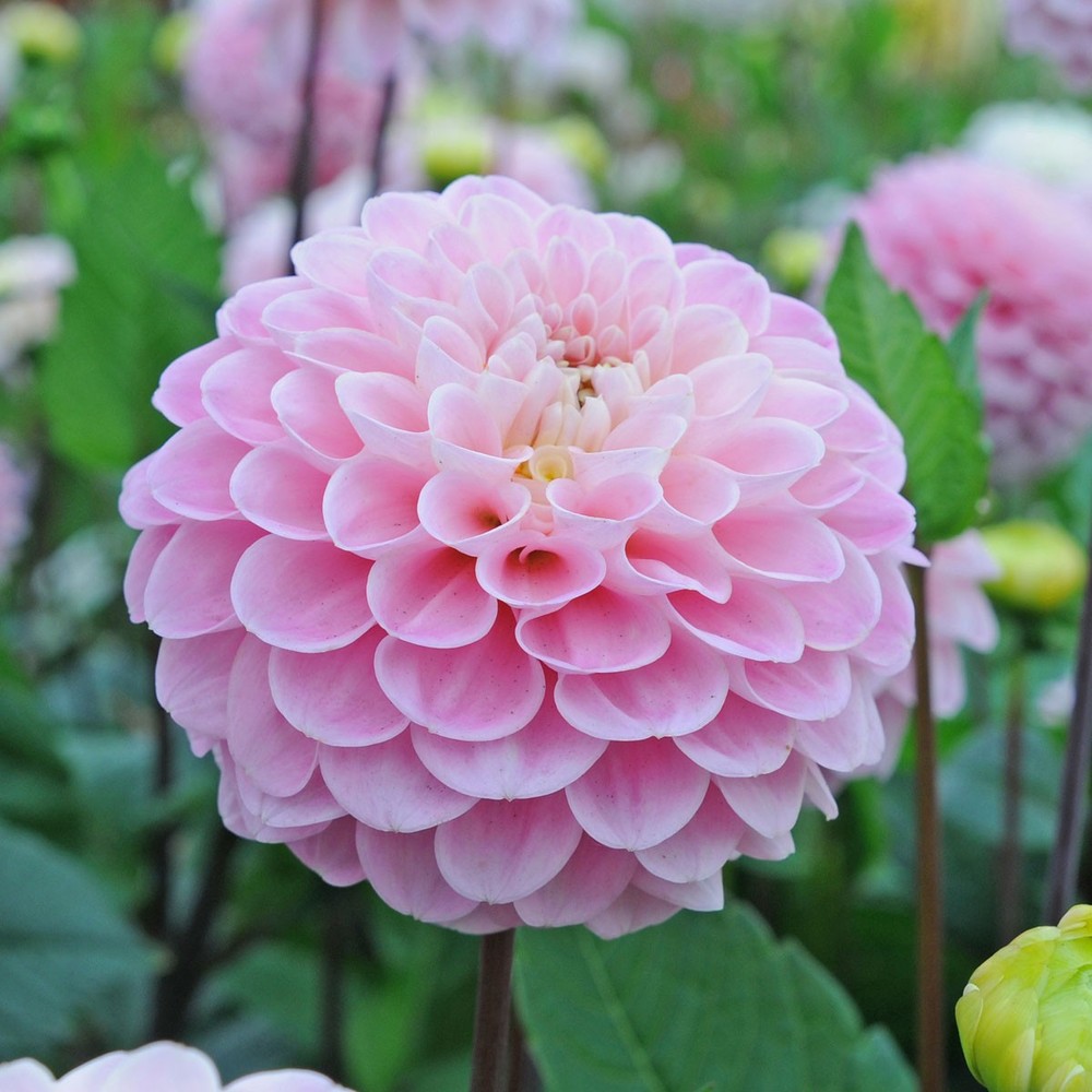 Dahlia Bulbs - Wizard of Oz