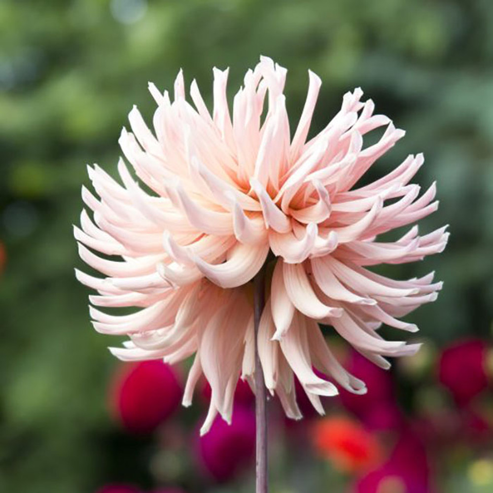 Dahlia Bulbs (Semi-Cactus) - Henriette