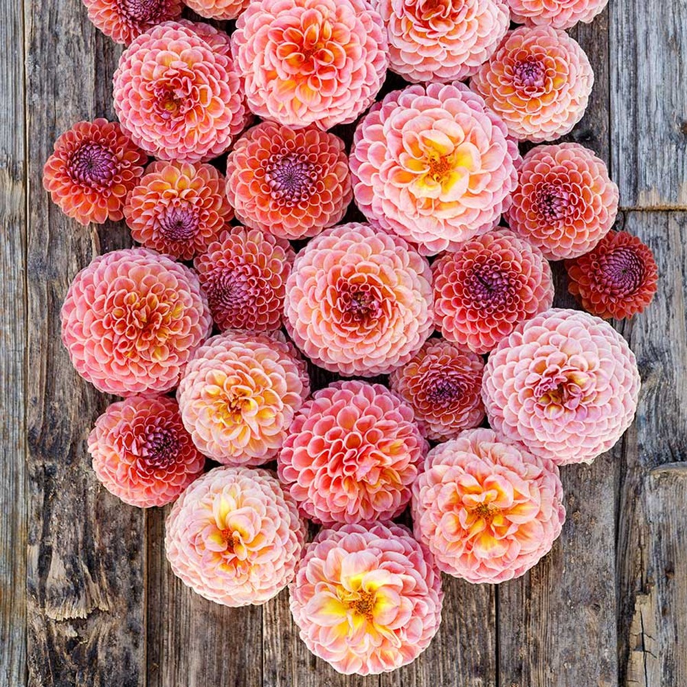 Dahlia Bulbs (Ball) - Jowey Winnie