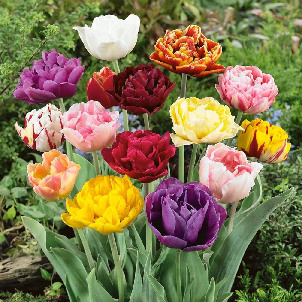 Tulip Bulbs - Double Late Mix