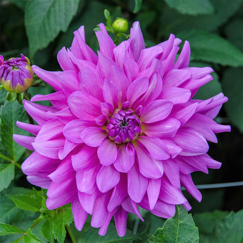 Dahlia Bulbs (Dinnerplate) - Bluetiful