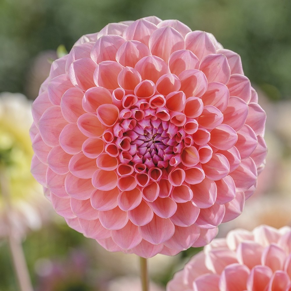 Dahlia Bulbs (Ball) - Lindas Baby