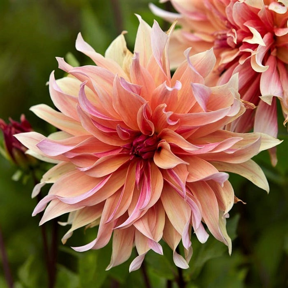 Dahlia Bulbs (Decorative) - Labyrinth