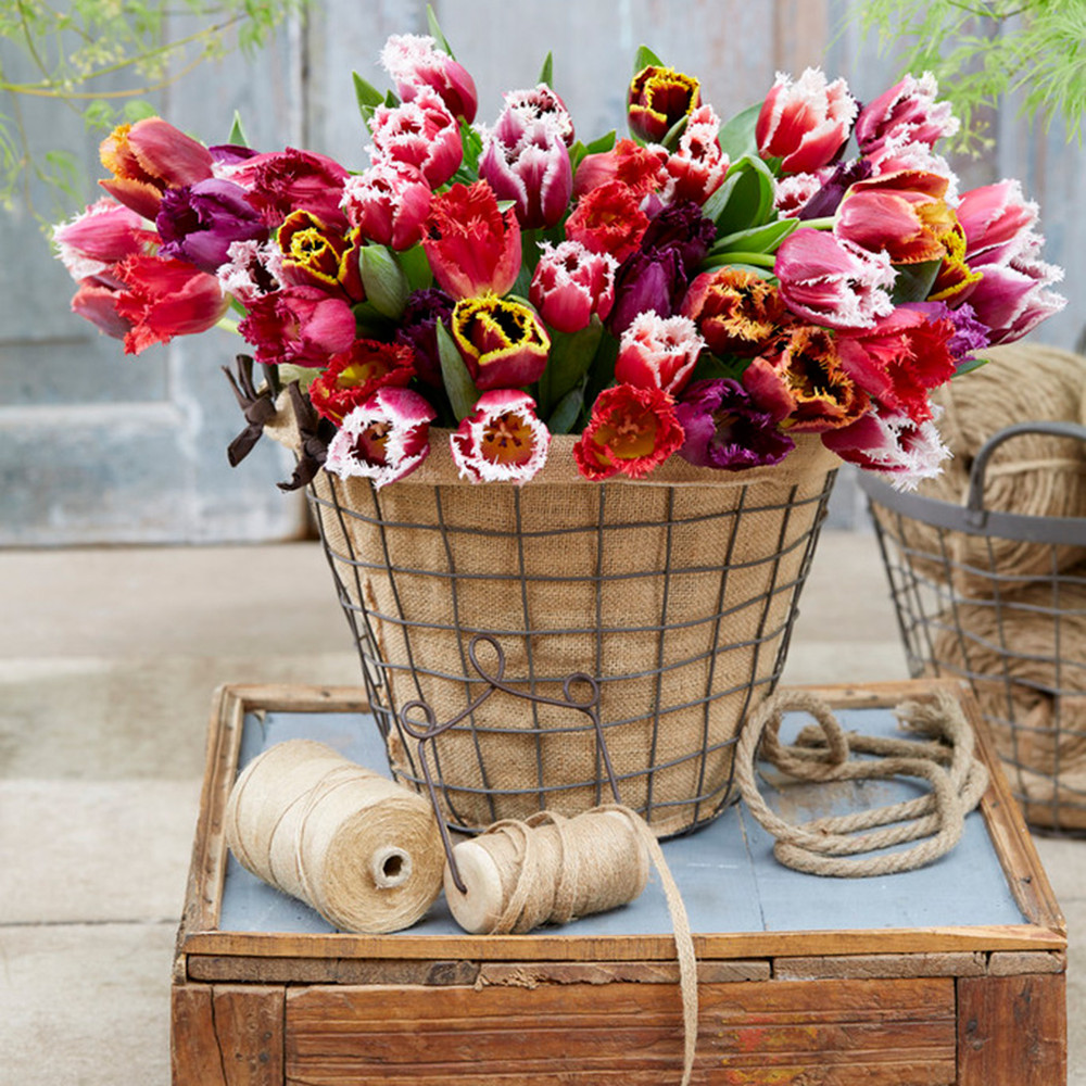 Tulip Bulbs - Fringed Mix