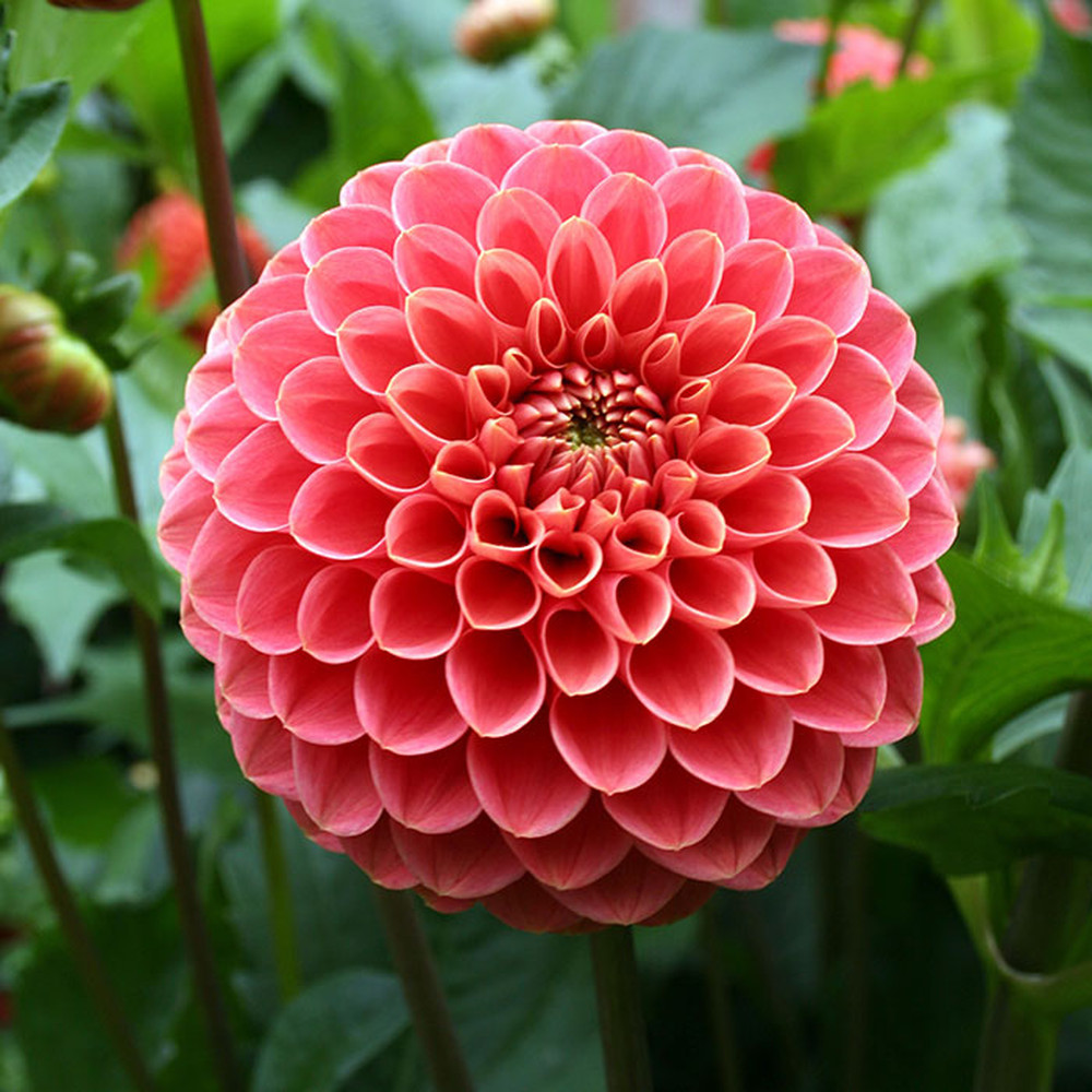 Dahlia Bulbs (Ball) - Jowey Jomanda