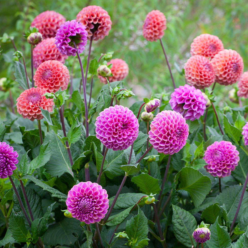 Dahlia Bulbs (Ball) - Isabel