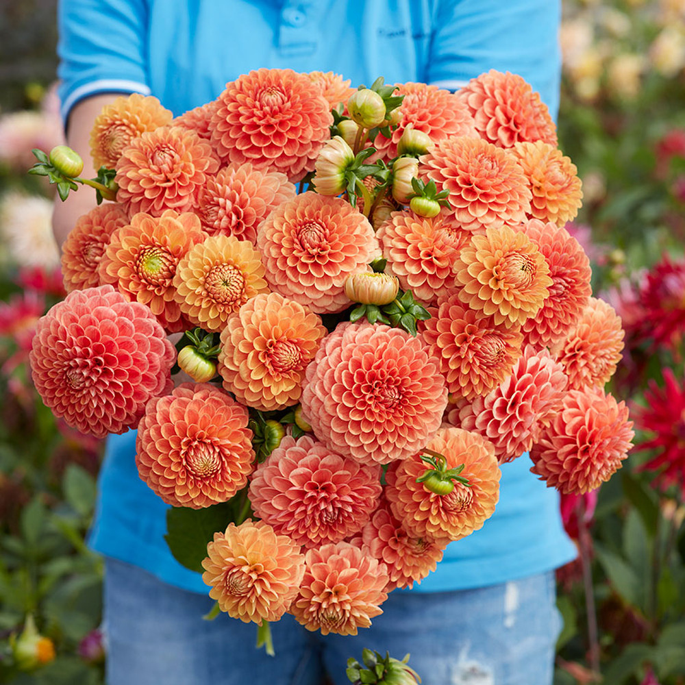 Dahlia Bulbs (Ball) - Beatrice
