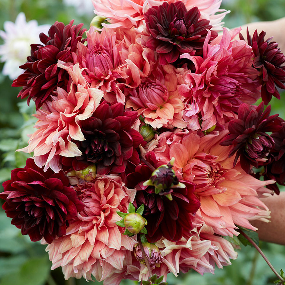 Dahlia Bulbs - Antique Blush Mix