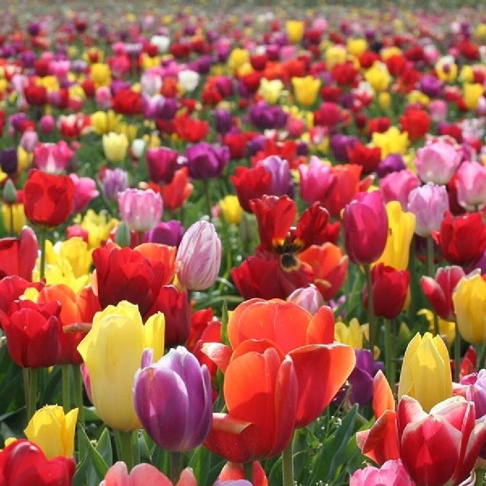 Tulip Bulbs - Landscaper Mix
