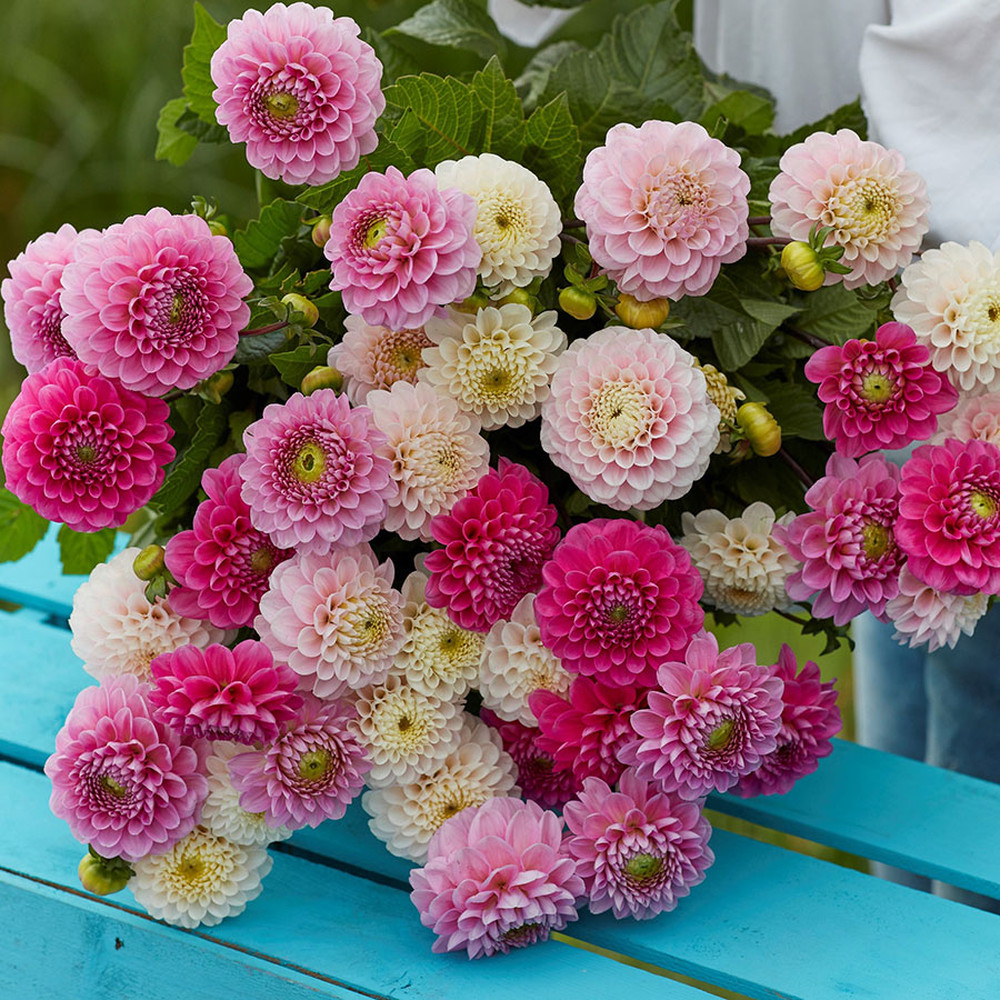 Dahlia Bulbs - Wizard of Oz Mix