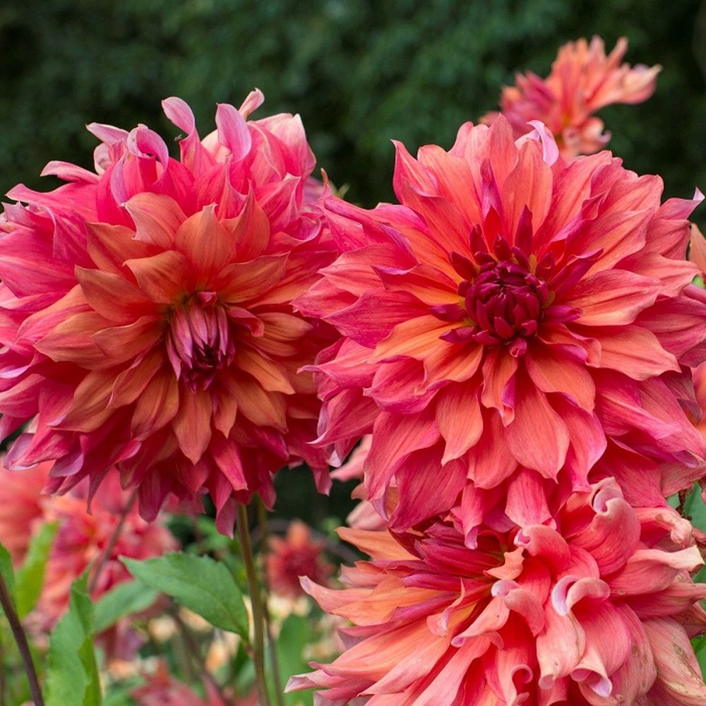 Dahlia Bulbs (Dinnerplate) - Belle of Barmera
