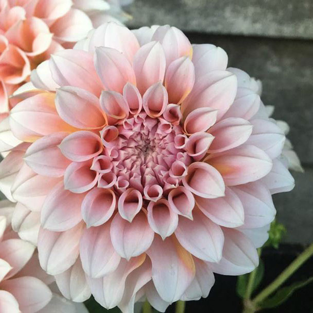 Dahlia Bulbs (Decorative) - Peaches