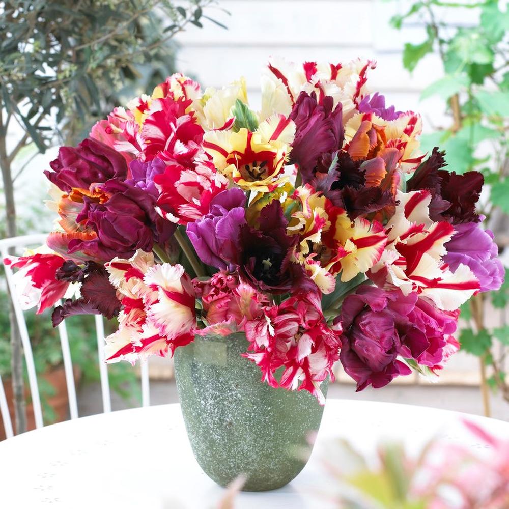 Tulip Bulbs - Parrot Mix