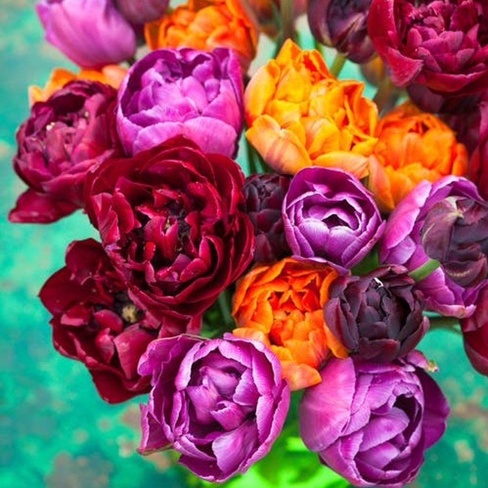 Tulip Bulbs - Passion Mix