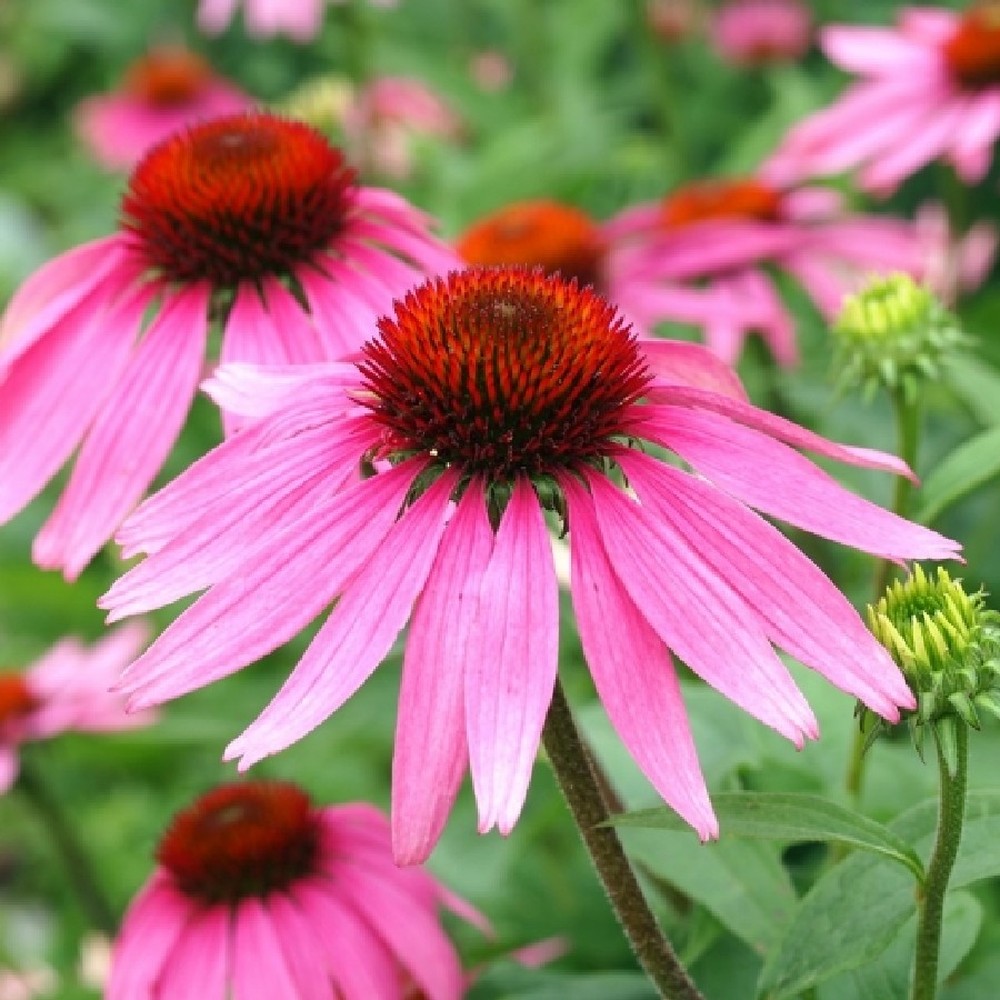 Echinacea Roots - Purple