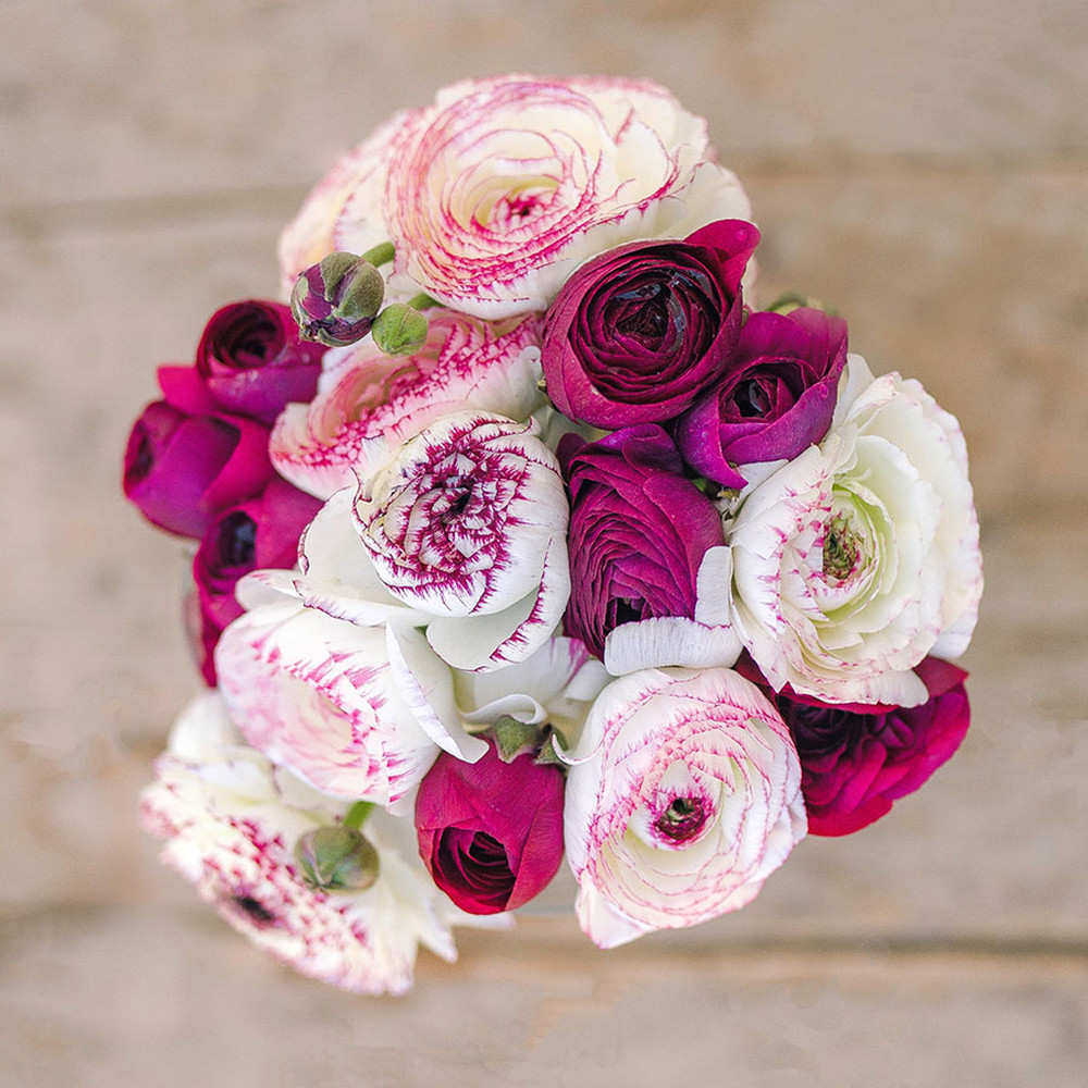 Ranunculus Bulbs (Spring-Planted) - Crushed Berry Mix