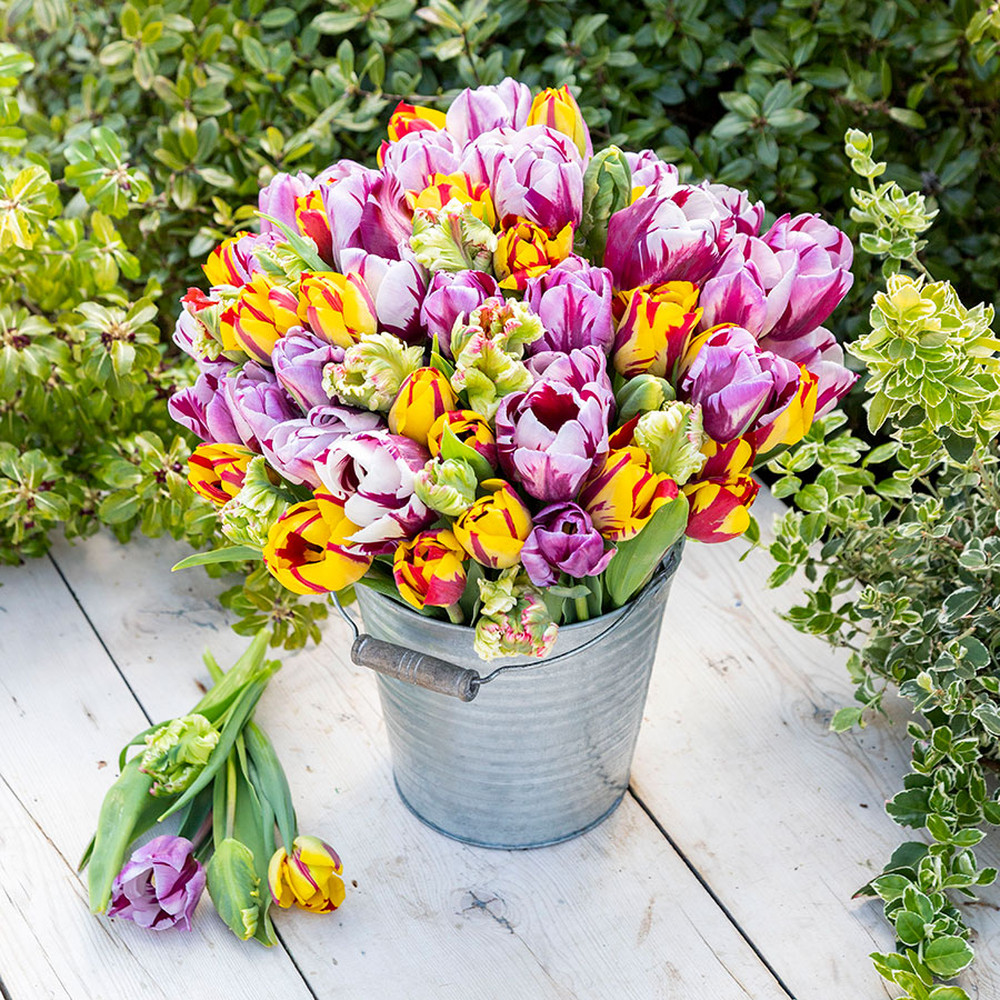 Tulip Bulbs - Rembrandt Mix