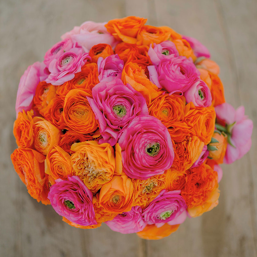 Ranunculus Bulbs (Spring-Planted) - Pink Clementine Mix