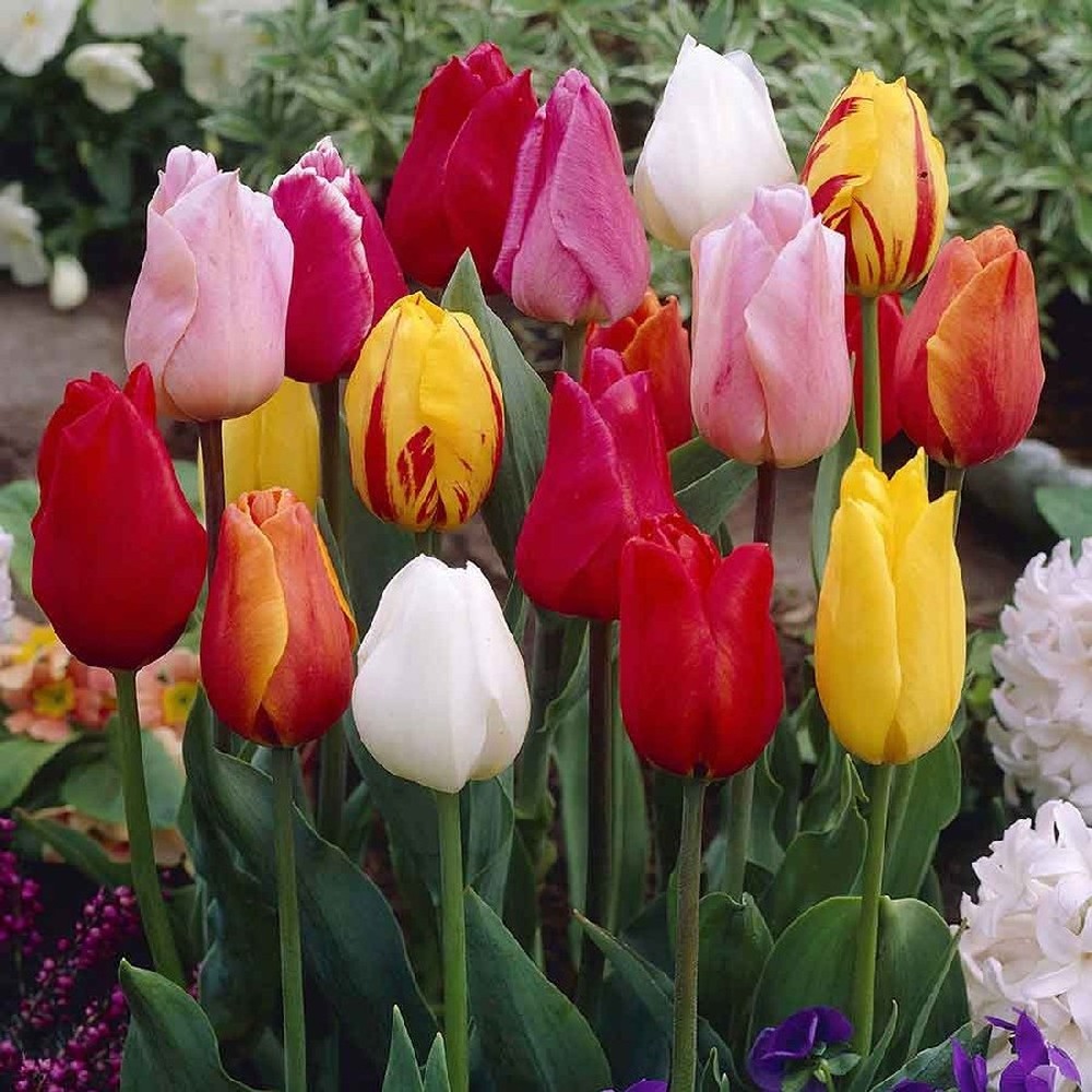 Tulip Bulbs - Single Early Mix