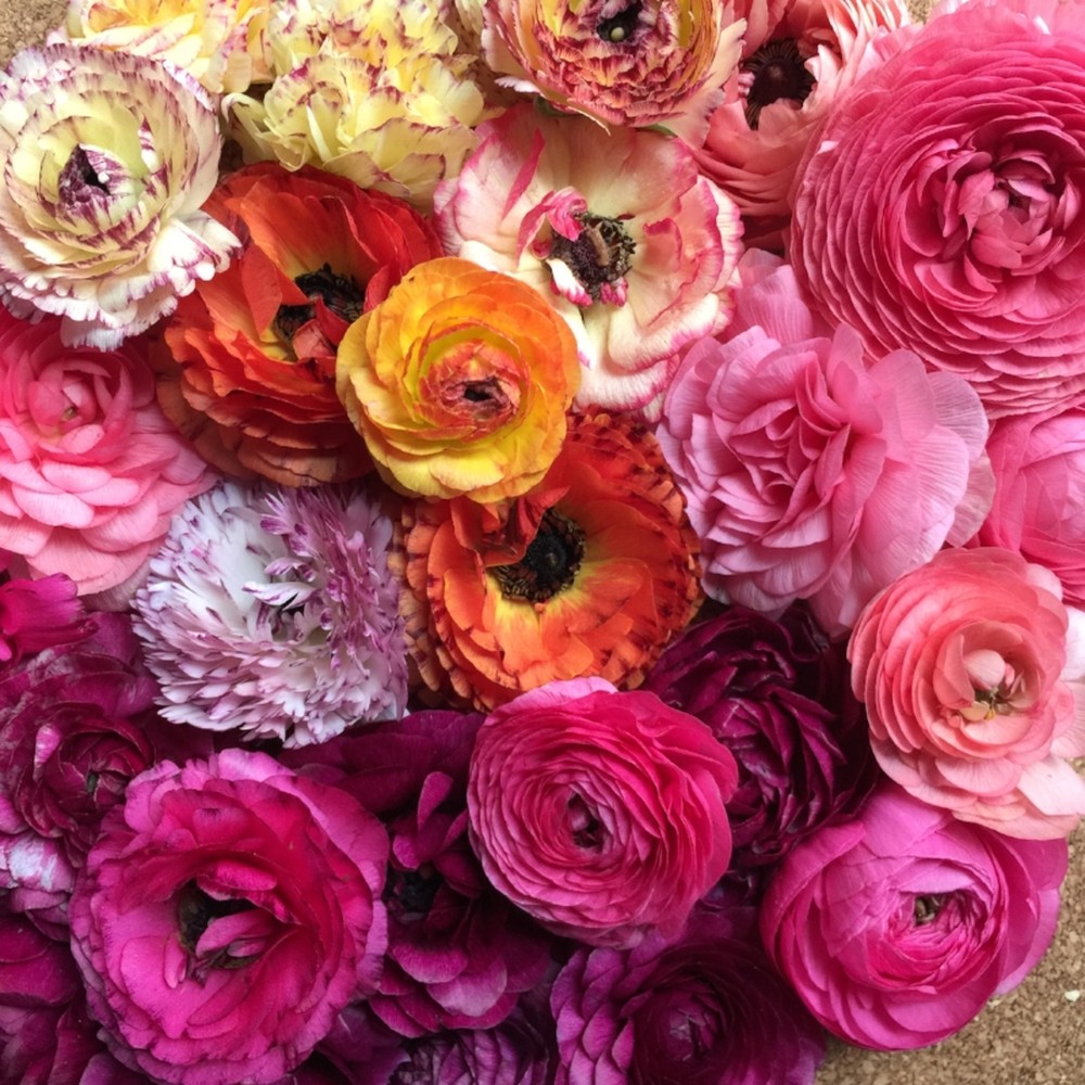 Ranunculus Bulbs (Spring-Planted) - Happy Mix