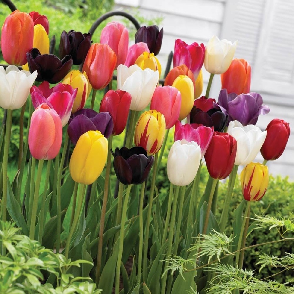 Tulip Bulbs - Single Late Mix