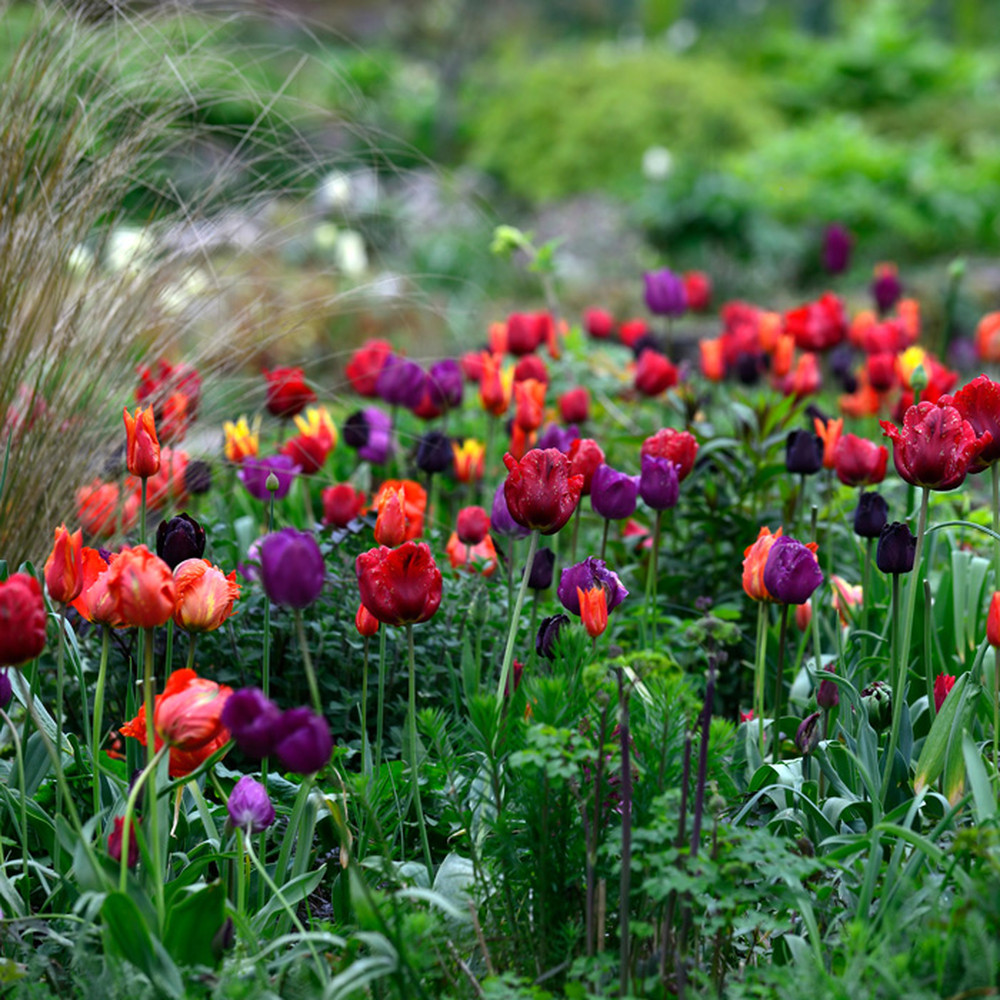 Tulip Bulbs - Swing Dance Mix
