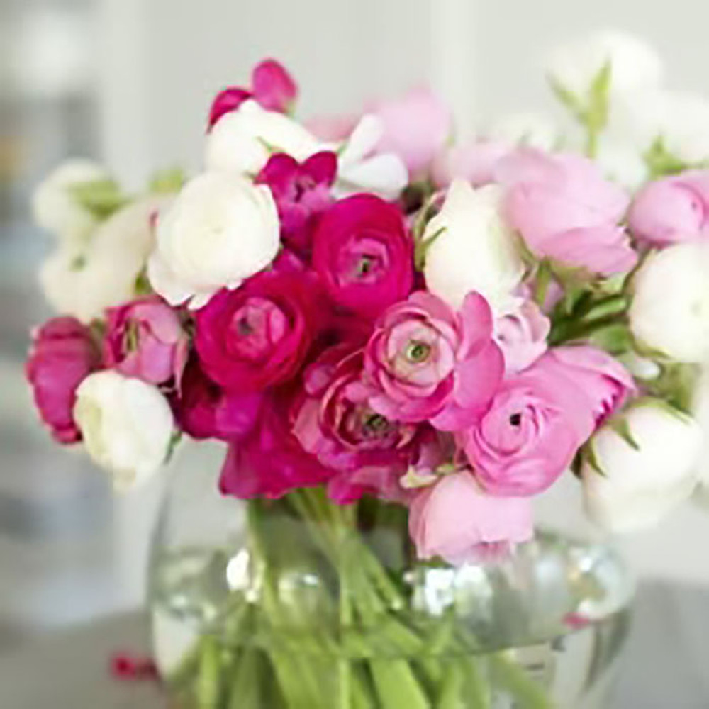 Ranunculus Bulbs (Spring-Planted) - Homecoming Mix