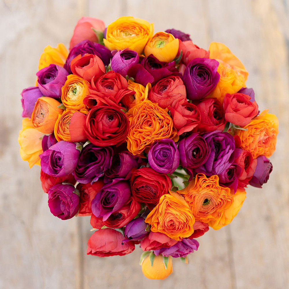 Ranunculus Bulbs (Spring-Planted) - Passion Mix