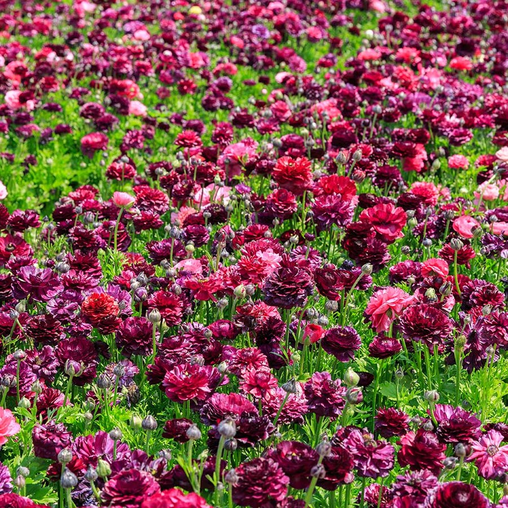Ranunculus Bulbs (Spring-Planted) - Vineyard Mix