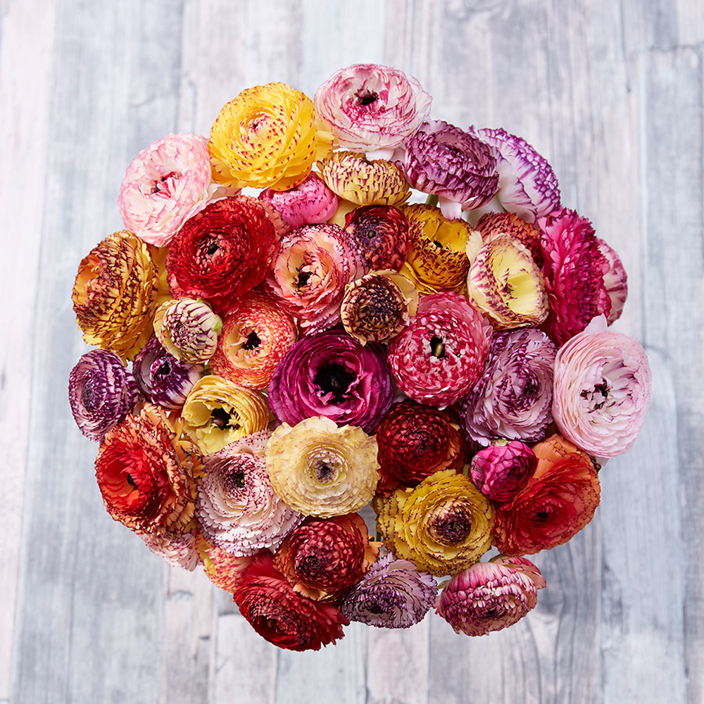Ranunculus Bulbs (Spring-Planted) - Tecolote Picotee Mix