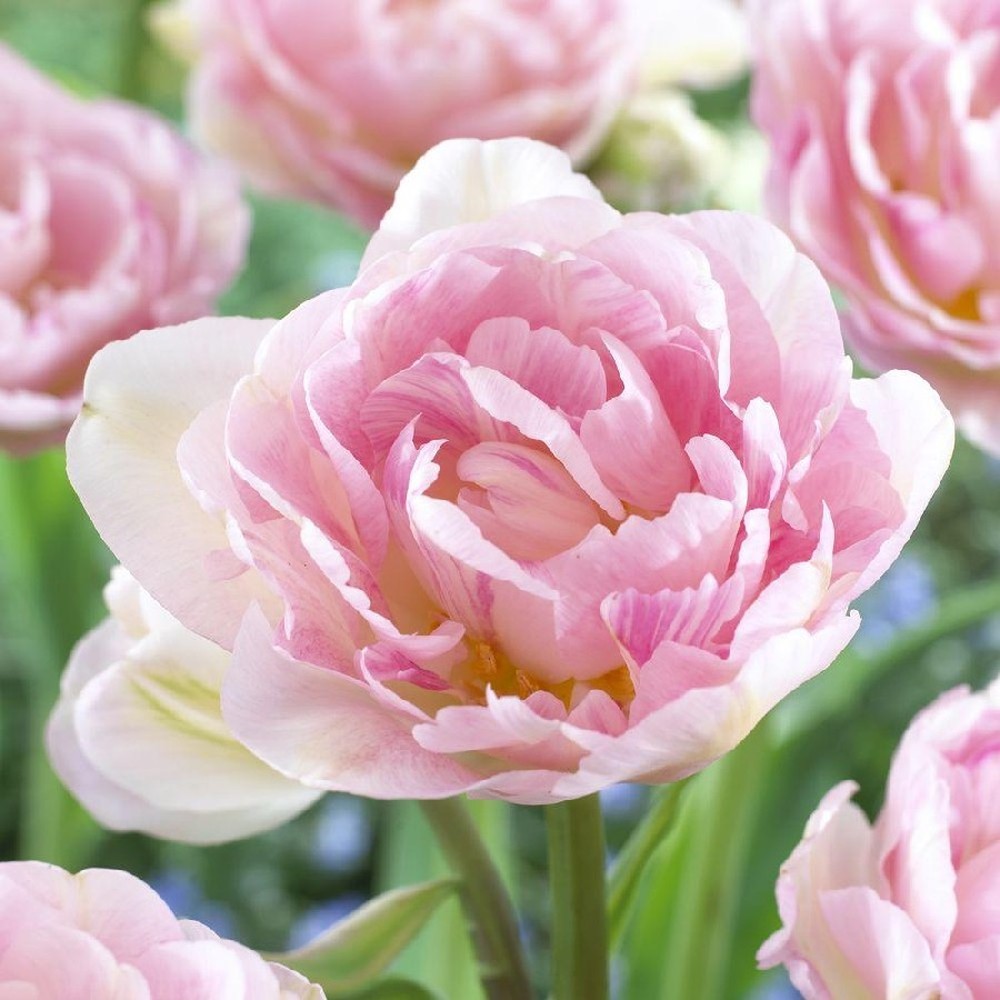 Tulip Bulbs - Angelique