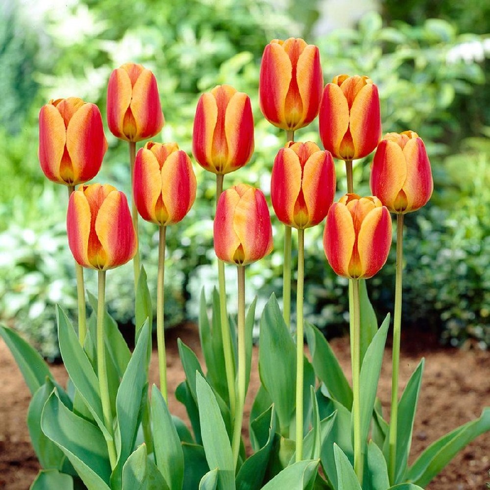 Tulip Bulbs - Apeldoorn Elite