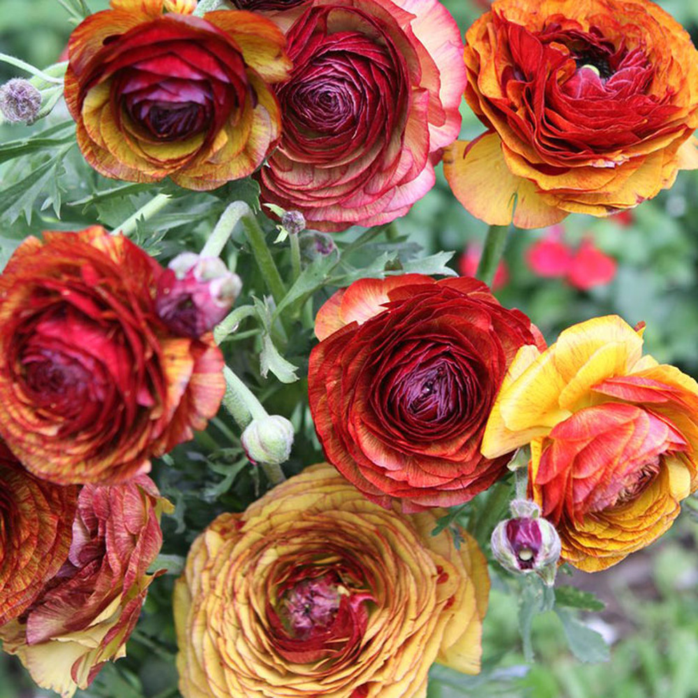 Ranunculus Bulbs (Spring-Planted) - Cafe