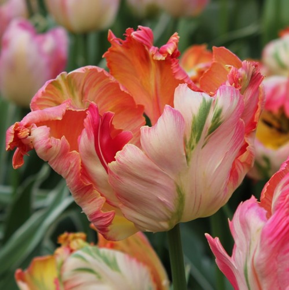 Tulip Bulbs - Apricot Parrot