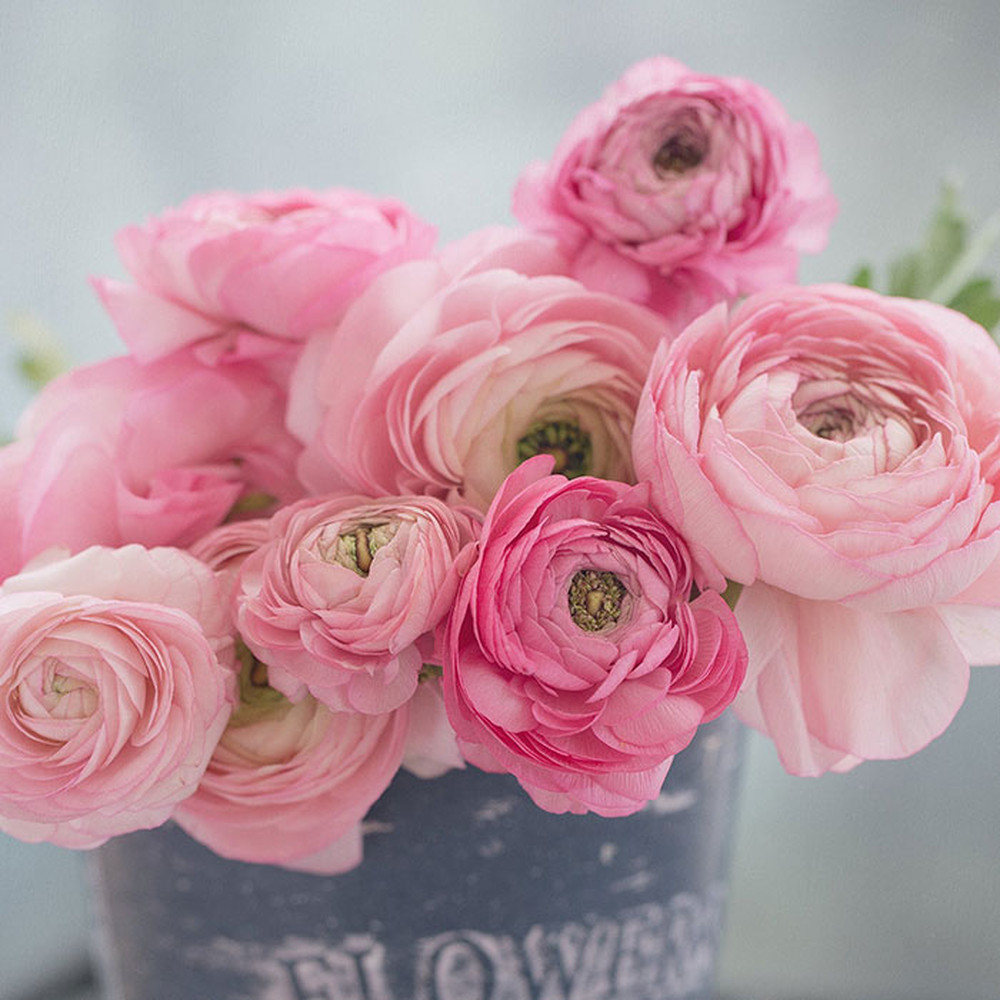 Ranunculus Bulbs (Spring-Planted) - Marshmallow