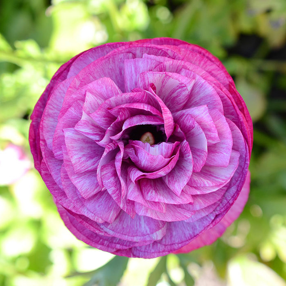 Ranunculus Bulbs (Spring-Planted) - Purple Jean