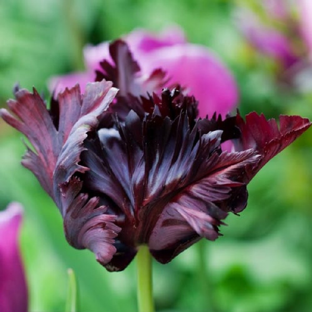 Tulip Bulbs - Black Parrot