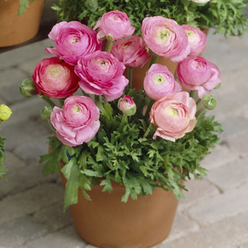 Ranunculus Bulbs (Spring-Planted) - Tecolote Pink