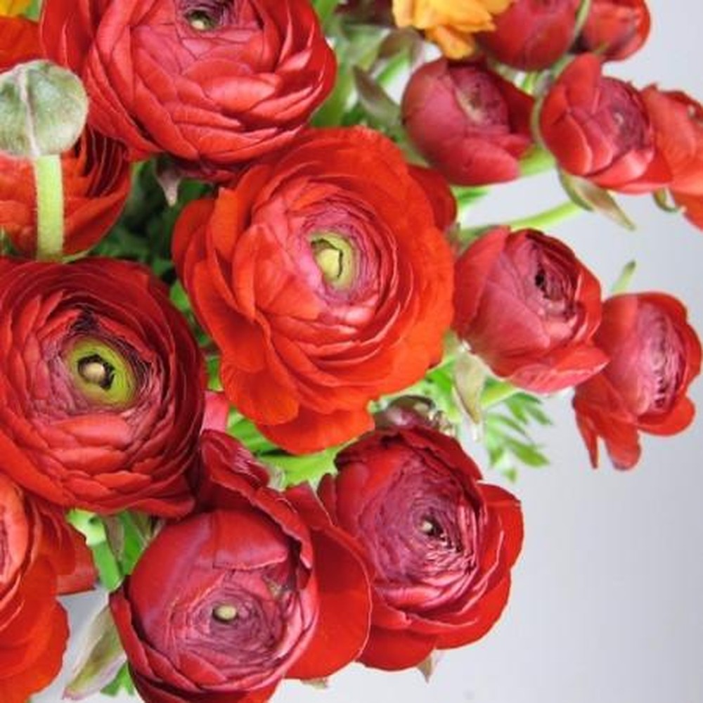 Ranunculus Bulbs (Spring-Planted) - Tecolote Red