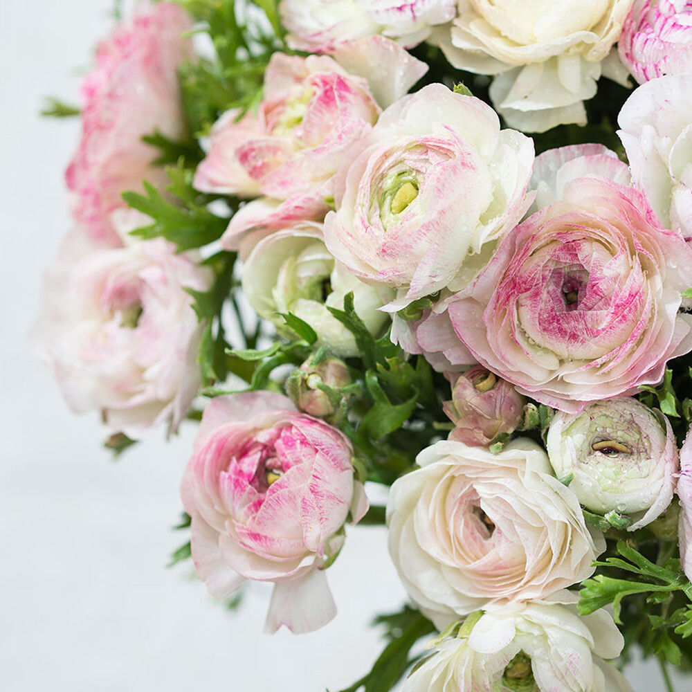 Ranunculus Bulbs (Spring-Planted) - White Picotee