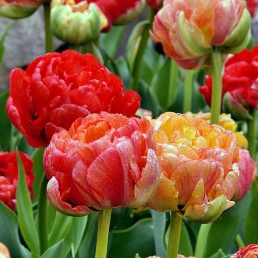 Tulip Bulbs - Double Gudoshnik