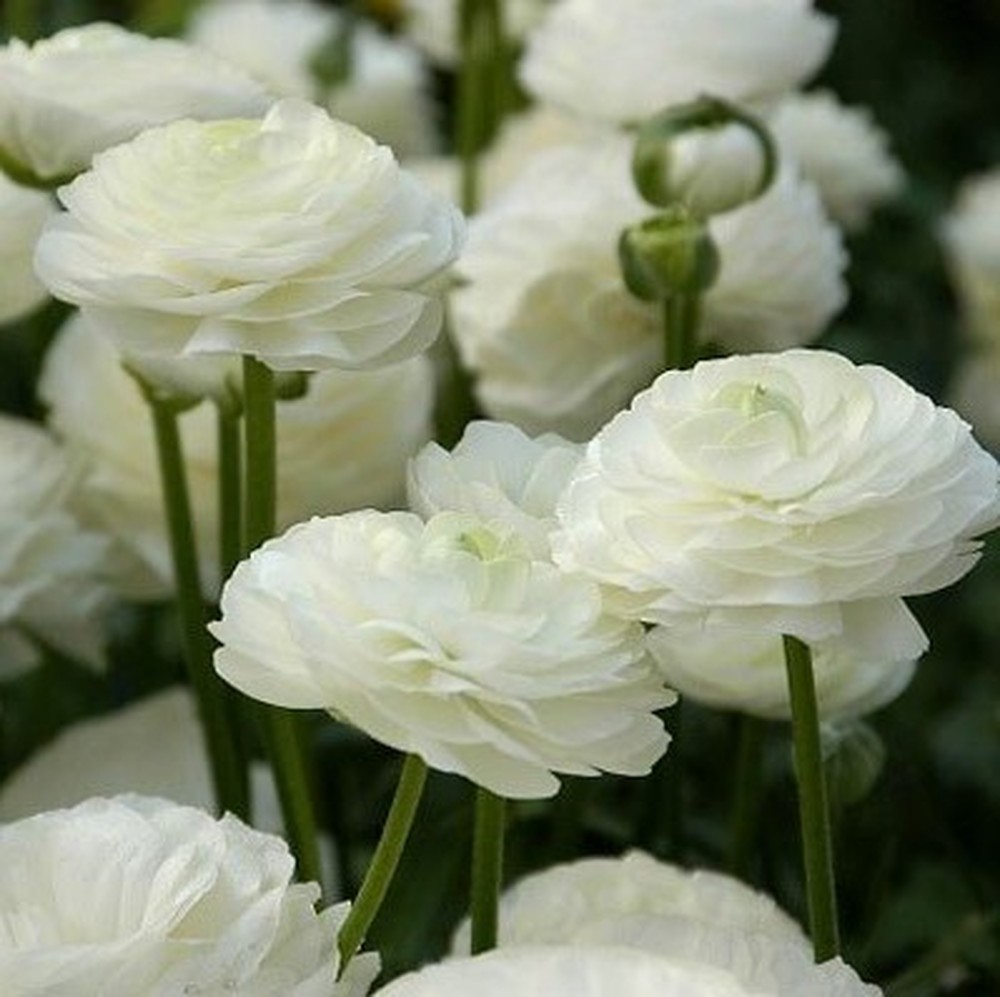 Ranunculus Bulbs (Spring-Planted) - Tecolote White