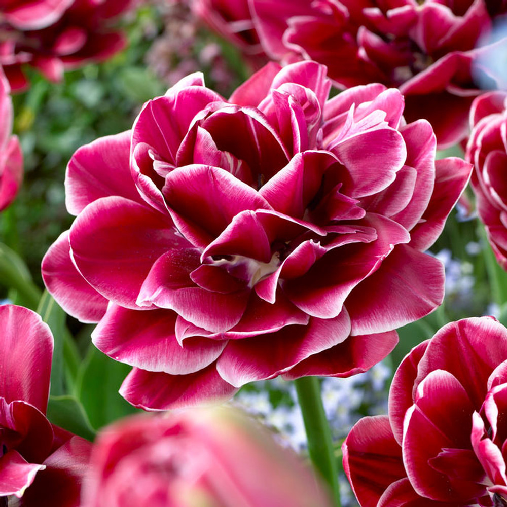 Tulip Bulbs - Dream Touch