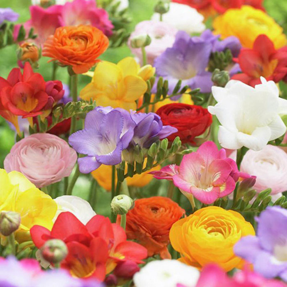 Ranunculus & Freesia Mix (Spring-Planted)