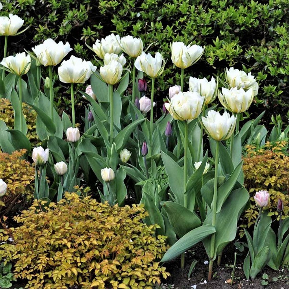 Tulip Bulbs - Exotic Emperor