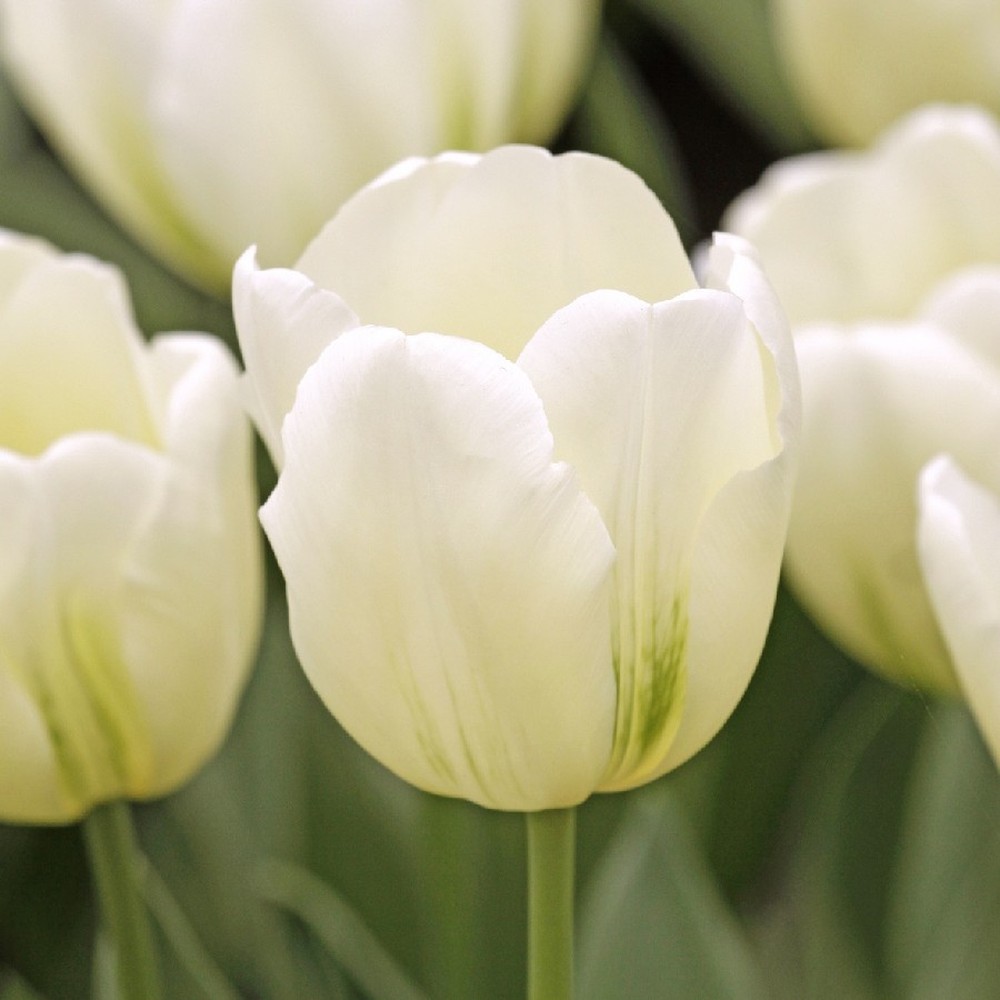 Tulip Bulbs - Green Spirit