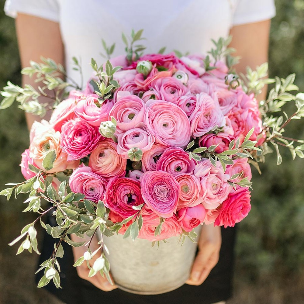Ranunculus Bulbs (Spring-Planted) - Pink Confetti Mix