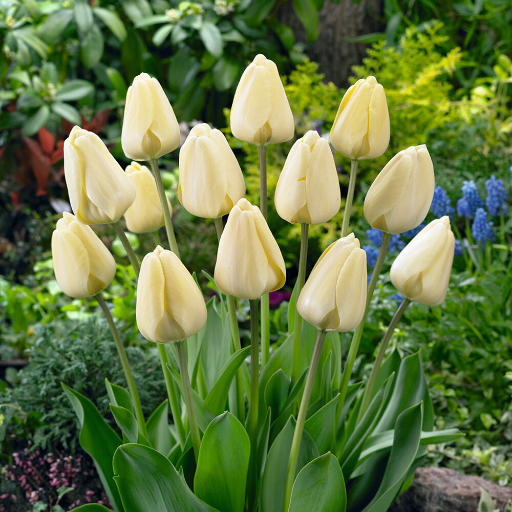 Tulip Bulbs - Ivory Floradale