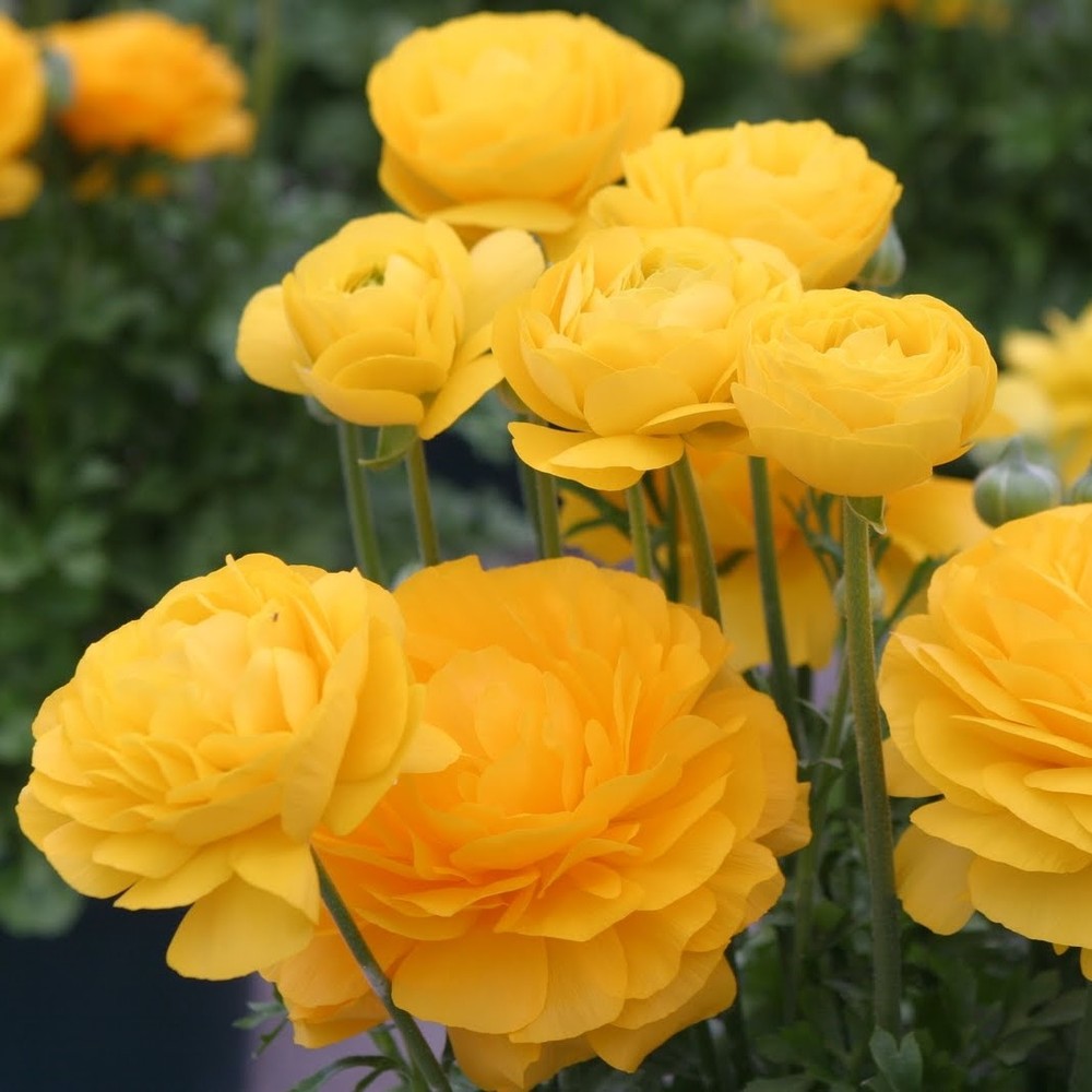 Ranunculus Bulbs (Spring-Planted) - Tecolote Yellow