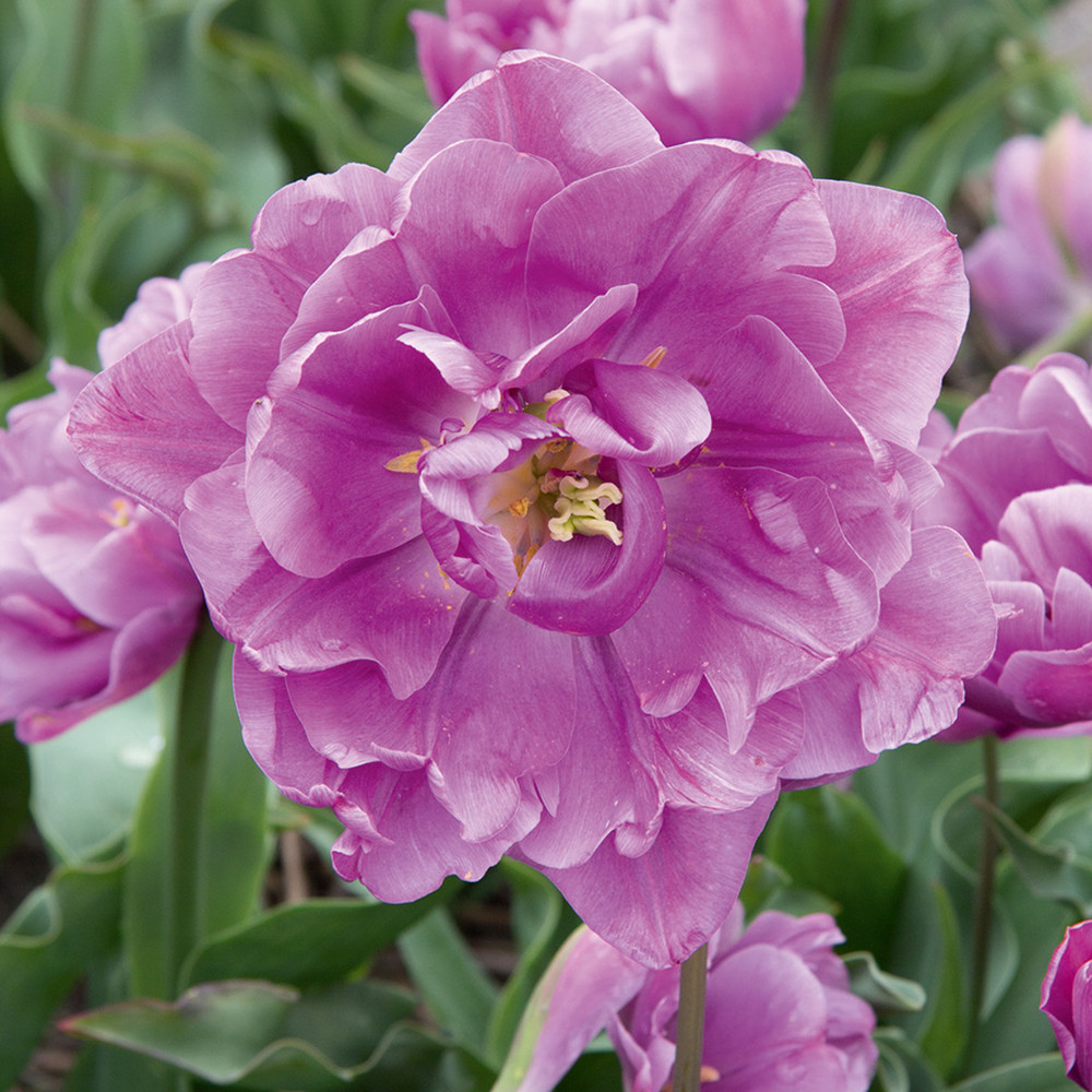 Tulip Bulbs - Lilac Perfection